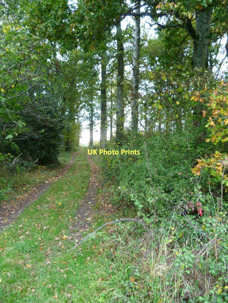 Photo 6"x4" Track through Park Copse Dumpford c2011