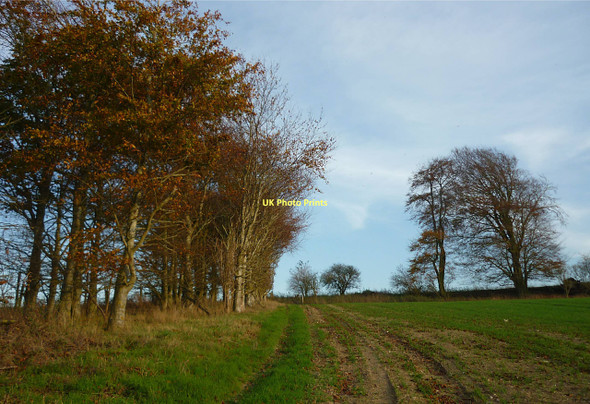 Photo 6"x4" Arable farmland with banks of trees Beedon c2011