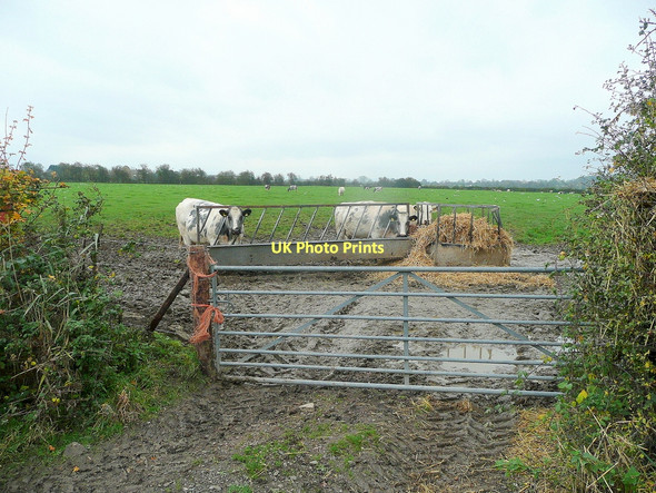Photo 6"x4" Beef pasture Rodley\/SO7411 c2011