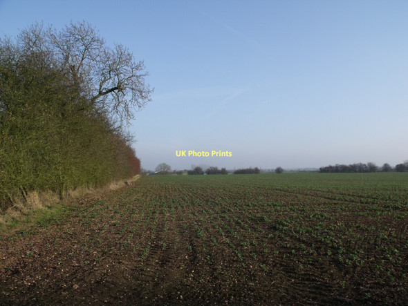 Photo 6"x4" Crop Field off Green Lane Hasthorpe c2011