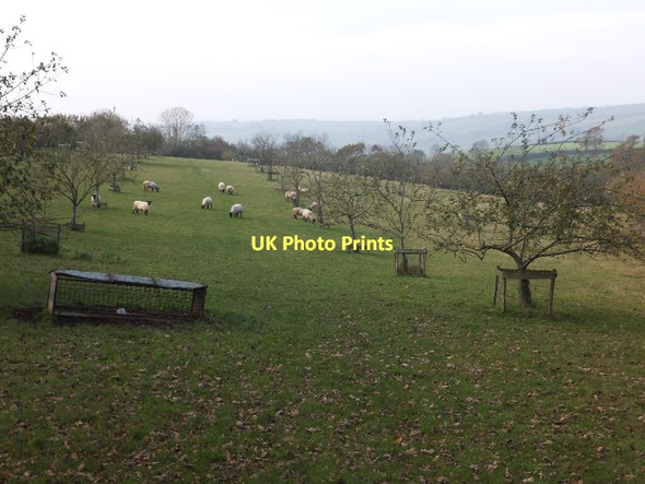 Photo 6"x4" Sheep grazing in an orchard near Redhill Middlecott\/SS7507 c2011