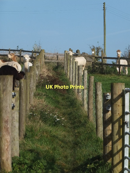 Photo 6"x4" Two Moors Way and alpacas Morchard Bishop c2011