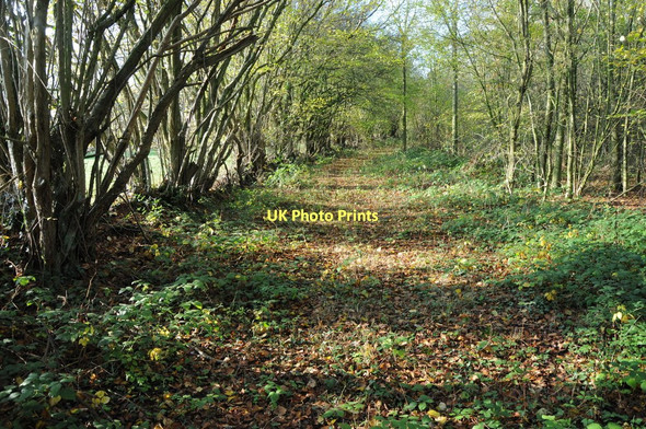 Photo 6"x4" Footpath through a coppice Pen-yr-heol\/SO4311 c2011
