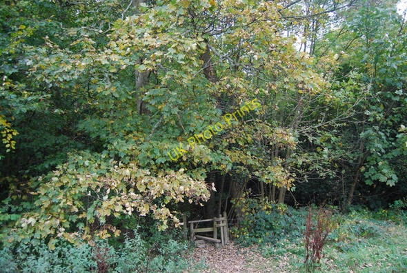 Photo 6"x4" Stile entering Sproud's Wood Broomhill Bank c2009