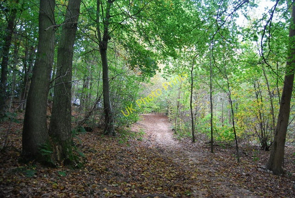 Photo 6"x4" Footpath in Sproud's Wood Broomhill Bank c2009