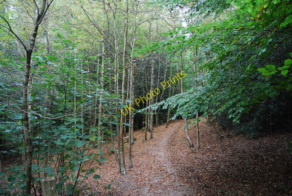 Photo 6"x4" Footpath in Sproud's Wood Broomhill Bank c2009 P1