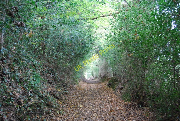 Photo 6"x4" Footpath in Sproud's Wood Broomhill Bank c2009 P2