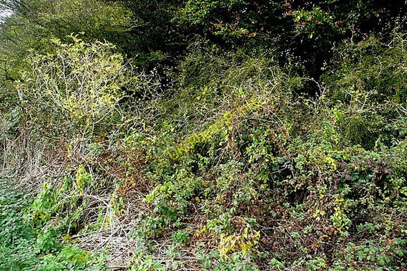 Photo 6"x4" Knighton Bushes Plantation Ashbury\/SU2685 c2009