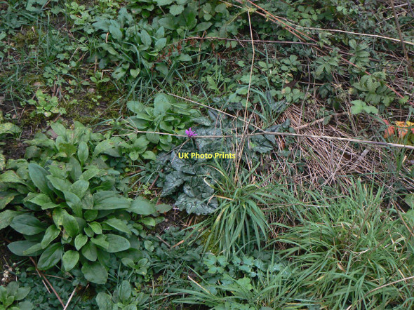 Photo 6"x4" Cyclamen in Plumtree pinfold Normanton-on-the-Wolds c2011