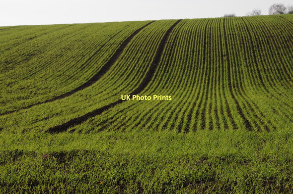 Photo 6"x4" Winter cereals, Pen-yr-Heol Llanvihangel-Ystern-Llewern c2011