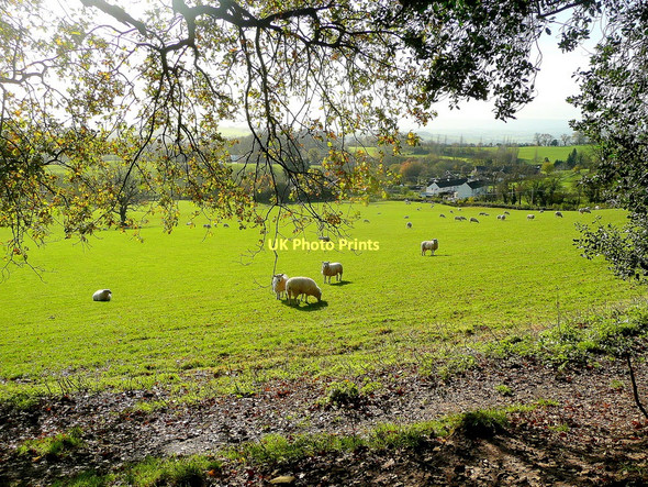 Photo 6"x4" View to Great Graig Cross Ash c2011