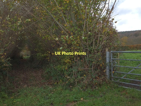 Photo 6"x4" Track and path above Hill Gate Saint Hill c2011