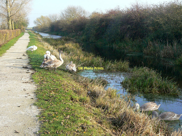 Photo 6"x4" Swans on the Grantham Canal Hickling\/SK6929 c2011