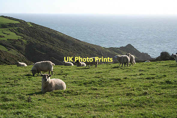 Photo 6"x4" Newton and Noss: overlooking Hillsea Point Noss Mayo c2011