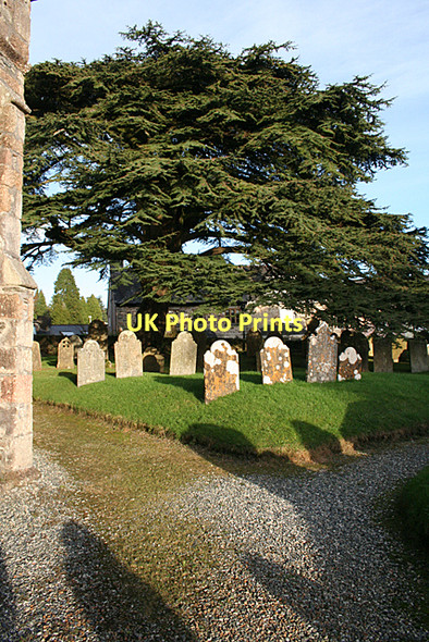 Photo 6"x4" South Brent: St Petroc's churchyard Aish\/SX6960 c2011