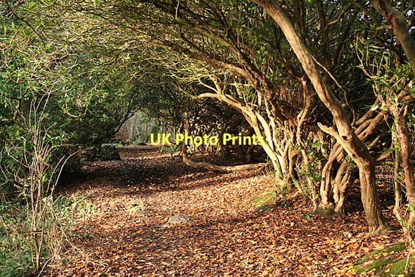 Photo 6"x4" South Brent: path to Lydia Bridge Aish\/SX6960 c2011