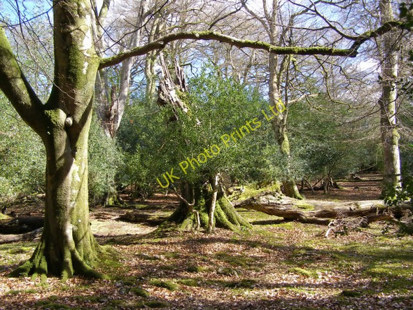 Photo 6"x4" Eyeworth Wood, New Forest Fritham c2006
