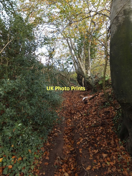 Photo 6"x4" Green lane and footpath near Highwood's Farm Stoford Water c2011