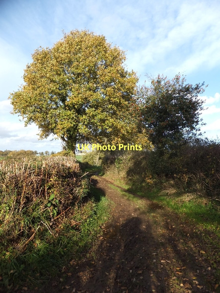 Photo 6"x4" Green Lane east of Wressing Kentisbeare c2011
