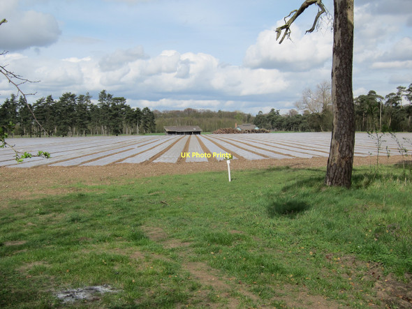Photo 6"x4" Potato field Herringswell c2011