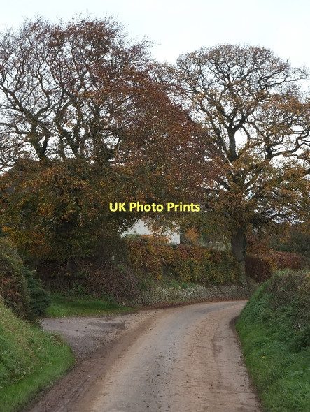 Photo 6"x4" Autumn colour at Pennycotts Lapford Cross c2011