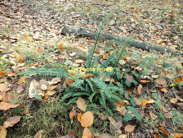 Photo 6"x4" Hard Fern Stoney Cross c2011