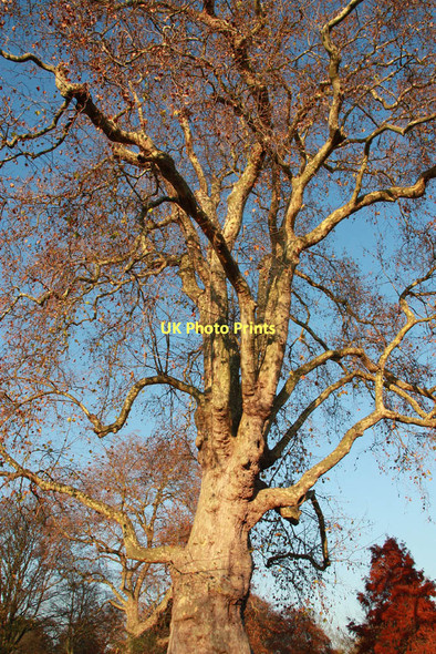 Photo 6"x4" Cedars Park, Waltham Cross Cheshunt c2011