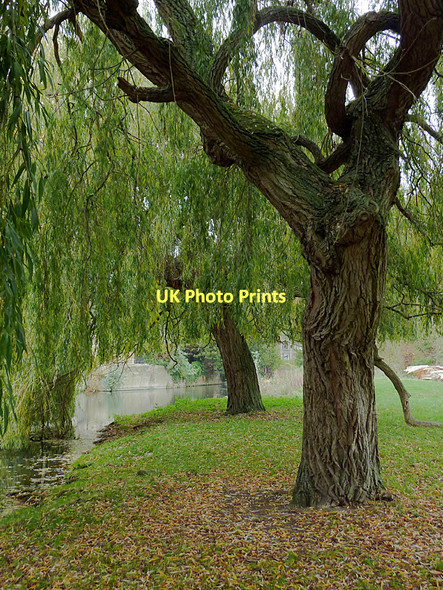 Photo 6"x4" Willow trees by the River Cam in Cambridge Cambridge\/TL4658 c2011
