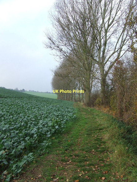 Photo 6"x4" Path And Trees Stanstead c2011