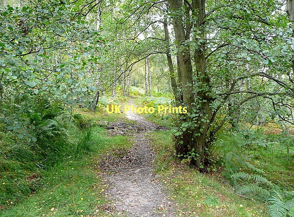 Photo 6"x4" Danby Park Ainthorpe c2011