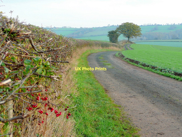 Photo 6"x4" Farm track; late autumn Lea\/SO6521 c2011