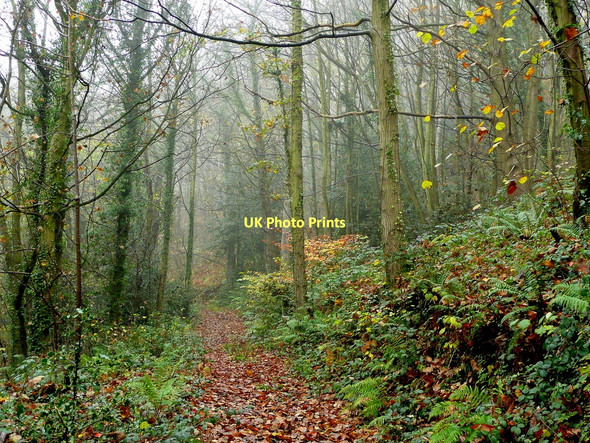 Photo 6"x4" Last vestiges of autumn Ganders Green c2011