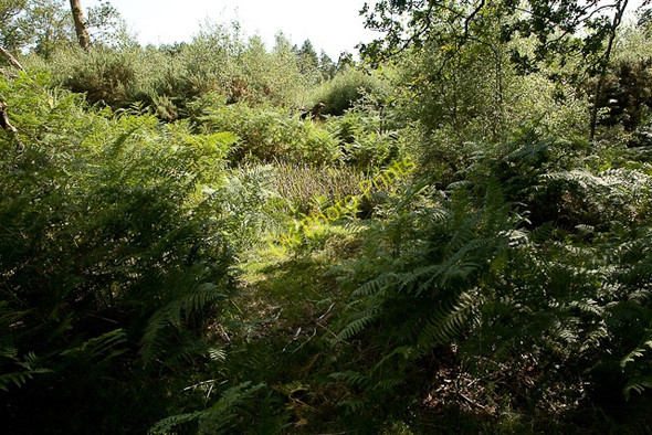 Photo 6"x4" Warwickslade Cutting: original stream bed Bank\/SU2807 c2009
