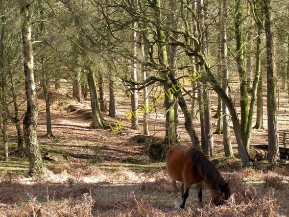 Photo 6"x4" View from Picket Corner towards the Islands Thorns Inclosure, New Forest Fritham c2006