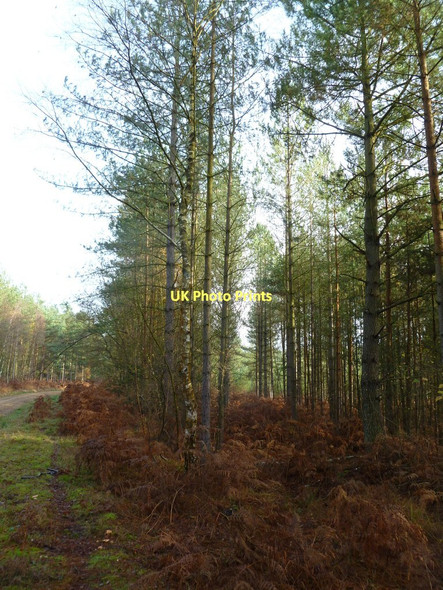 Photo 6"x4" Verwood, plantation Ebblake c2011