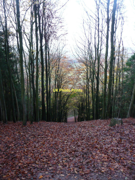 Photo 6"x4" Autumn leaves in Hill Wood Erlestoke c2011