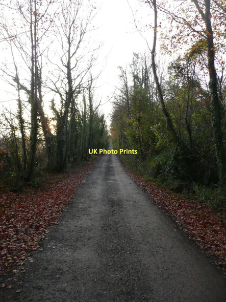Photo 6"x4" The track at the top of Hill Wood Erlestoke c2011