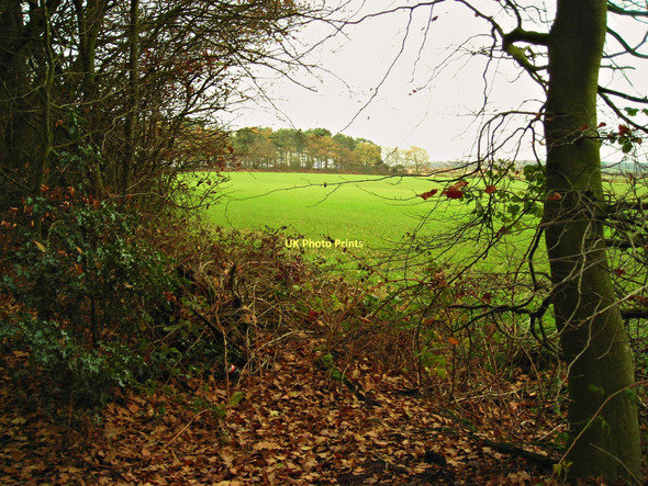 Photo 6"x4" Coxmoor Plantation Kirkby - In - Ashfield c2011