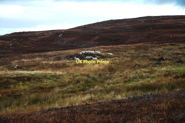 Photo 6"x4" Heather moorland Remusaig c2011