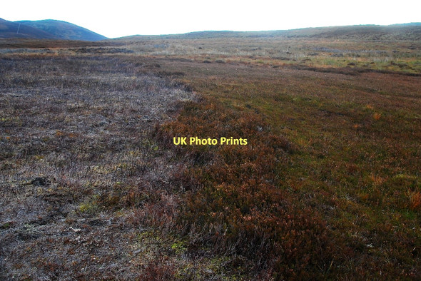 Photo 6"x4" Patchy heather Remusaig c2011