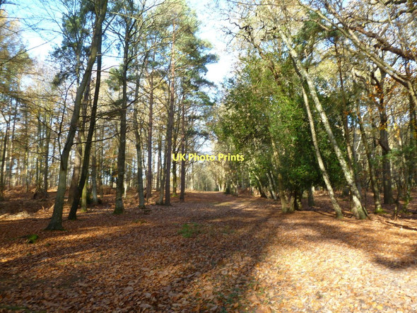 Photo 6"x4" Anderwood Inclosure, track Burley Lawn c2011