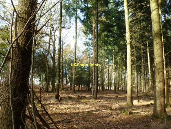 Photo 6"x4" Anderwood Inclosure, conifers Burley Lawn c2011