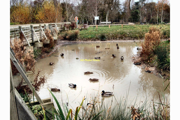 Photo 6"x4" Conservation pond - Hotham Park Bognor Regis c2011