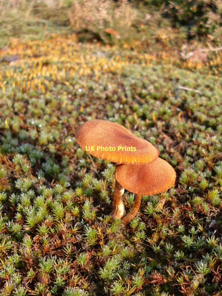 Photo 6"x4" Hygrocybe fungi at Thursley (2) Thursley c2011