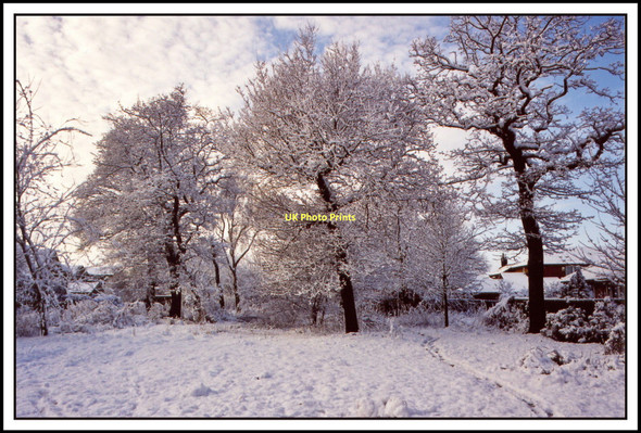 Photo 6"x4" Duchy Wood   Winter Daisy Hill\/SE1334 c2006