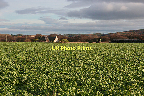 Photo 6"x4" Little Kildrummie Moss-side\/NH8555 c2011