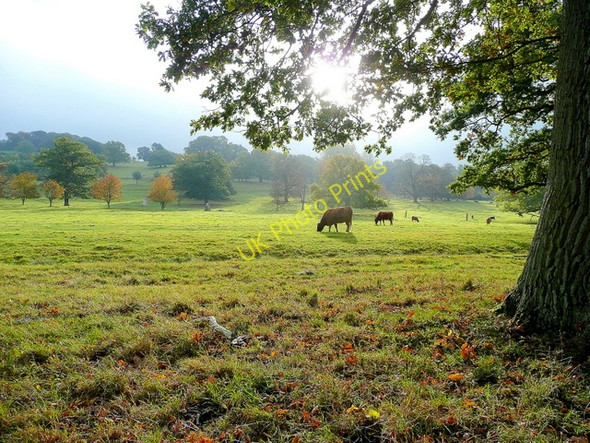 Photo 6"x4" Stanway Park 5 Stanway\/SP0632 c2009