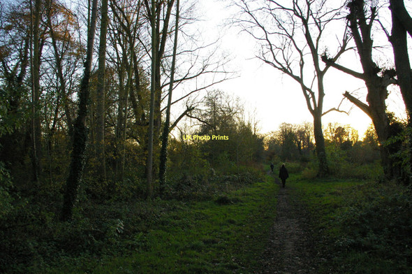 Photo 6"x4" Morden Hall Park, November afternoon Morden\/TQ2568 c2011