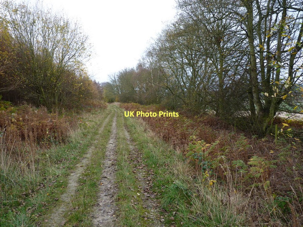 Photo 6"x4" Track at the bottom of Lodgehill Coppice Broome\/SO5298 c2011
