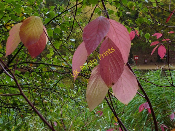 Photo 6"x4" Autumn Leaves, Stockgrove Park Fox Corner\/SP9229 c2009